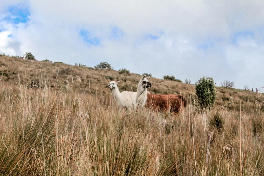 Llamas on the rucu pichincha