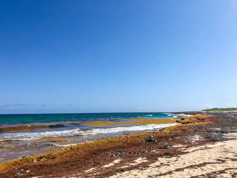 Red Seaweed on Cozumel Beaches