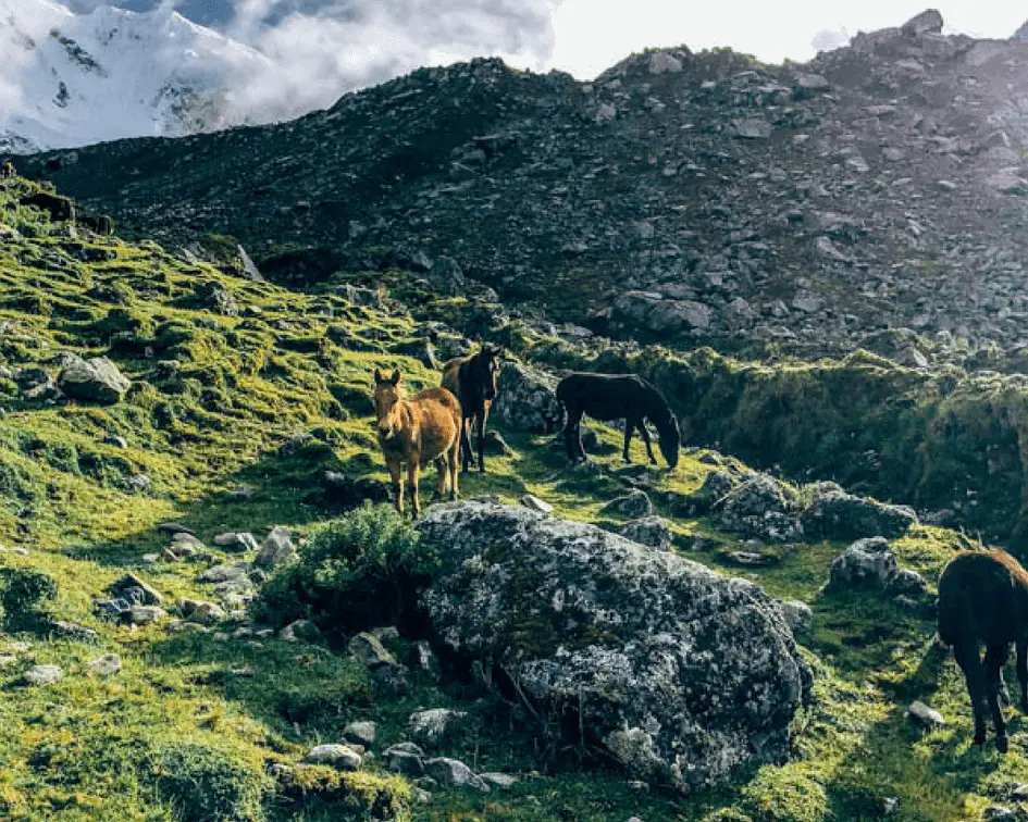 Donkeys Grazing