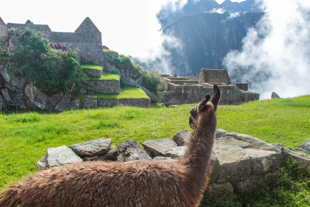 Alpaca on Machu Picchu