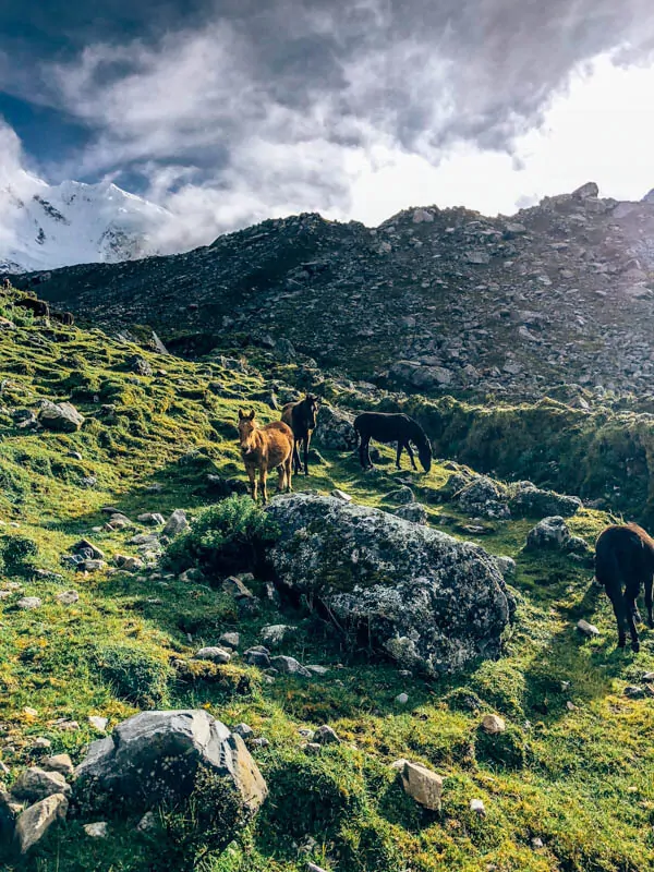 Horses on Way to Salkantay