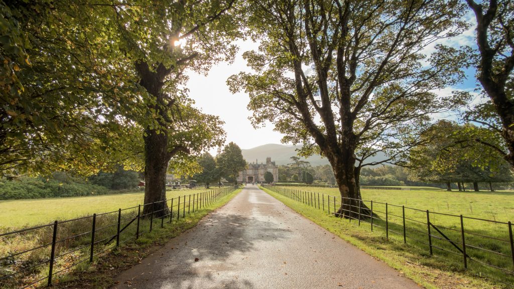 A road with two trees on either side leads toward a house on a sunny day in Killarney National Park.