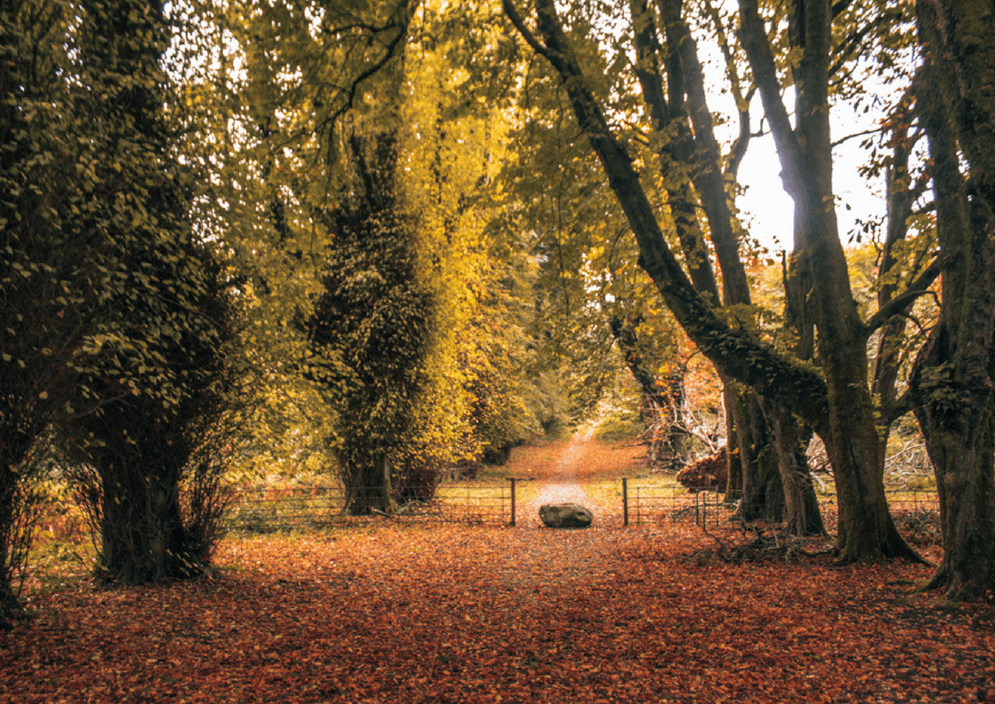 Best things to do in Killarney National Park