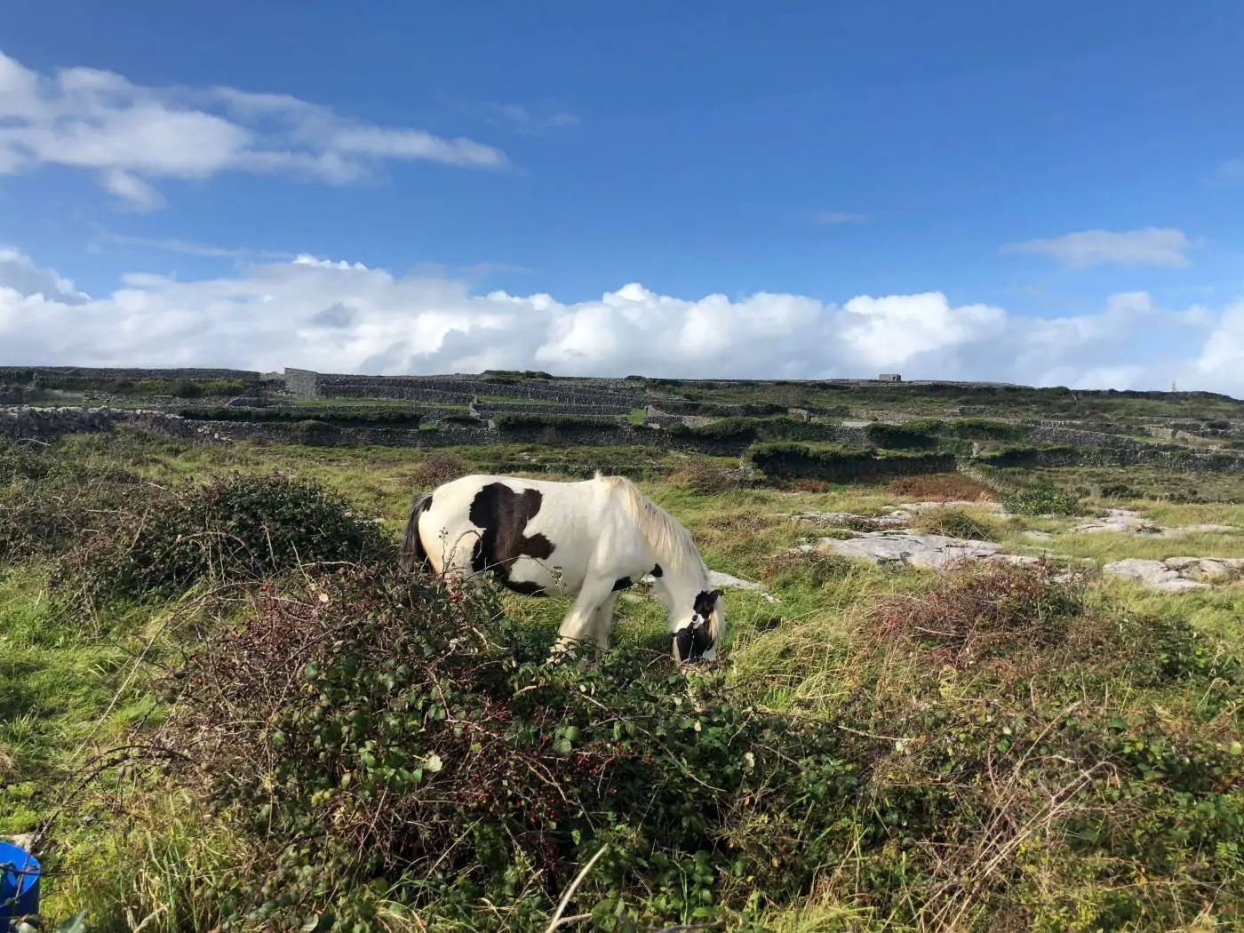 horses of inisheer