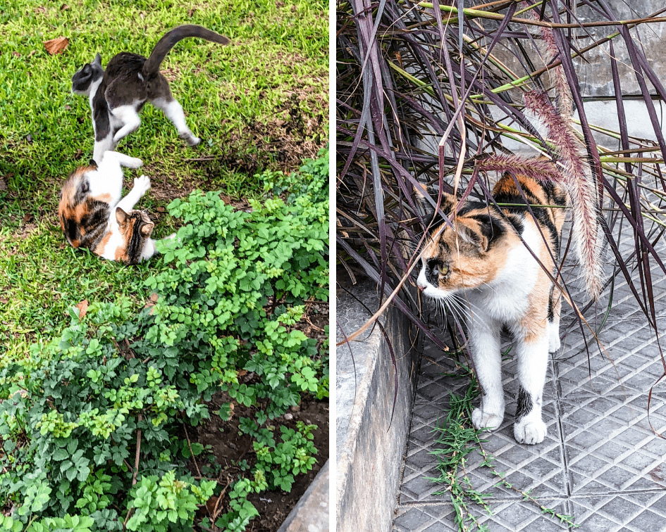 Cats of Parque Kennedy in Miraflores - Lima Peru