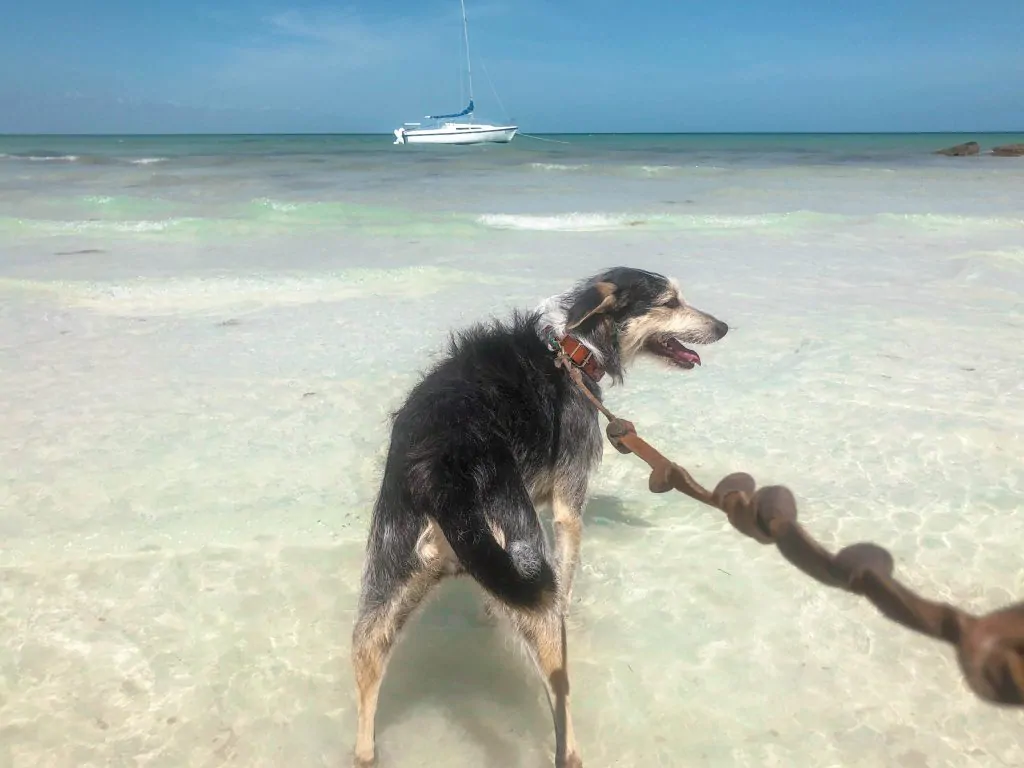 Visit Holbox's animal refuge and take a pup for a walk on the beach