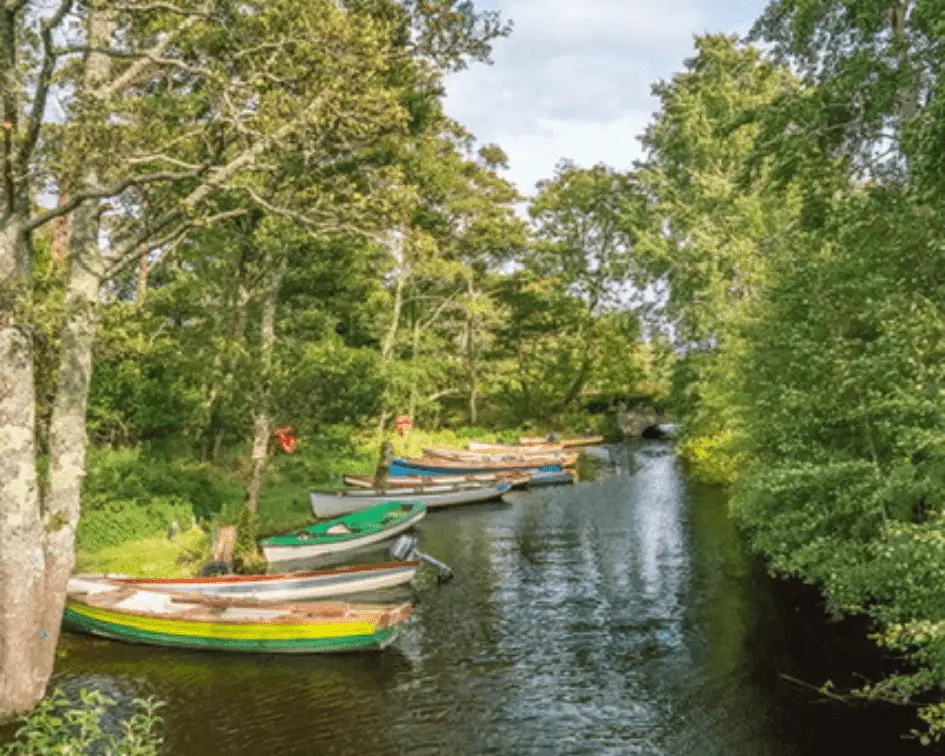 Killarney National Park, Ireland by Vanessa