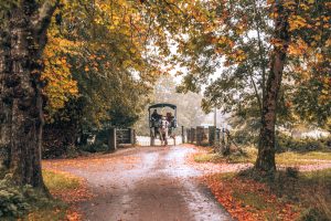 7 day Ireland itinerary without a car. A horse and buggy walking through a forested in path in the fall.
