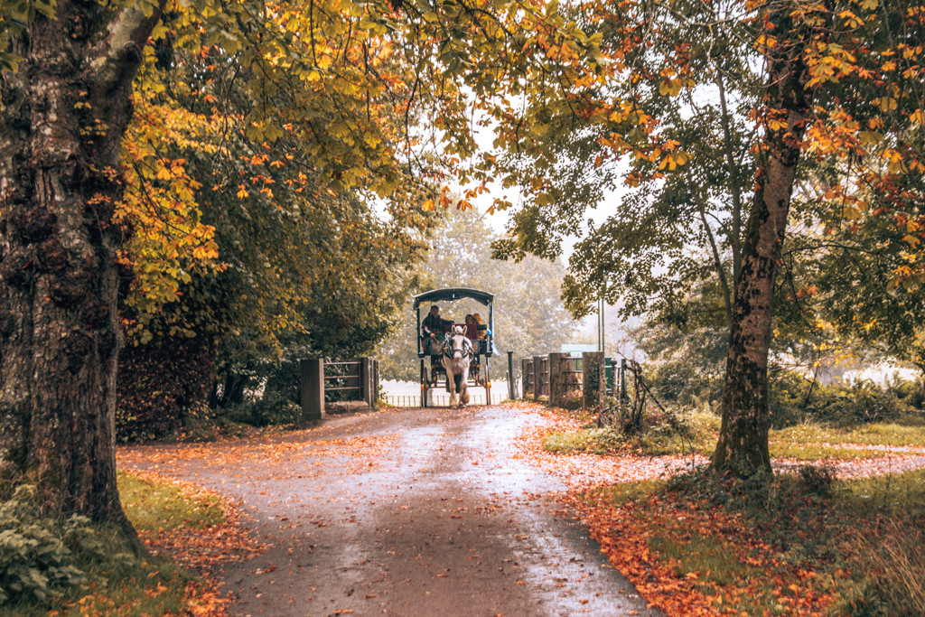 7 day Ireland itinerary without a car. A horse and buggy walking through a forested in path in the fall.