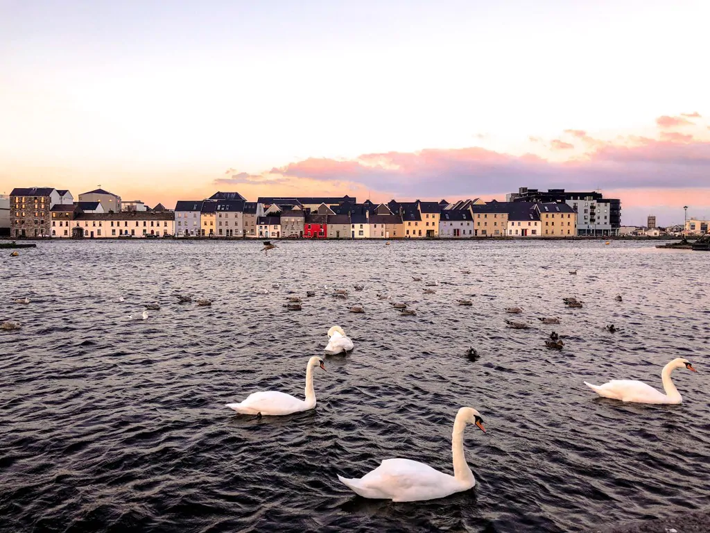 Galway's Long Walk seen from across the river with white swans in the river.