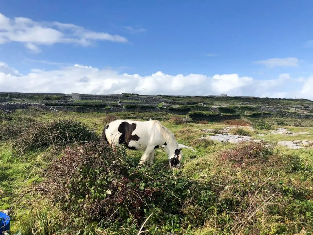 horse on the Aran Islands