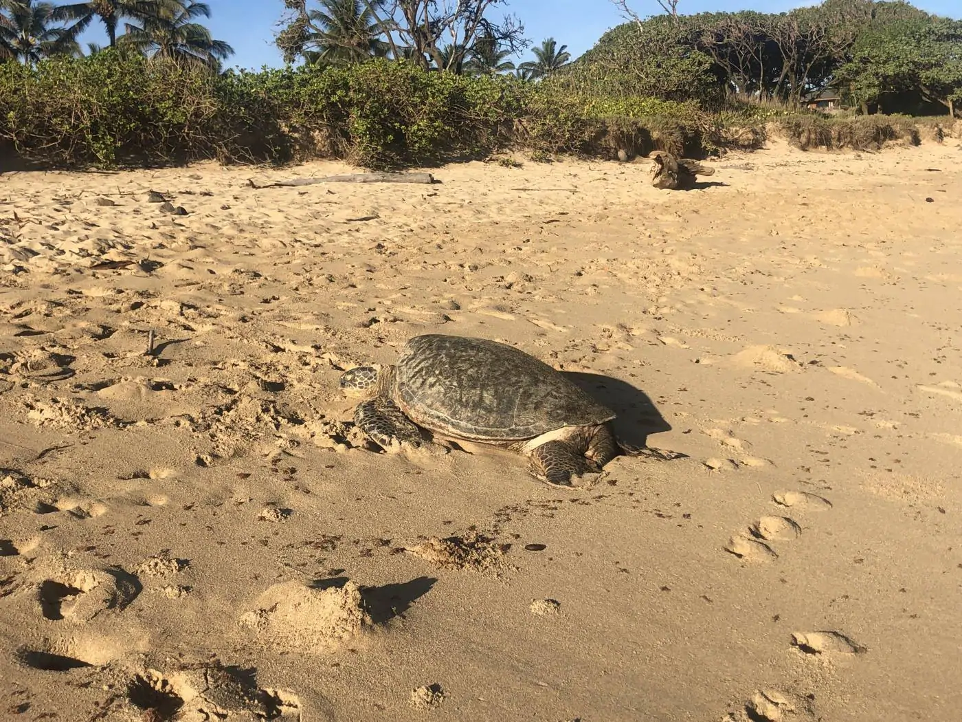 Hawaiian Sea Turtle on Kaulahao Beach in Paia, Maui