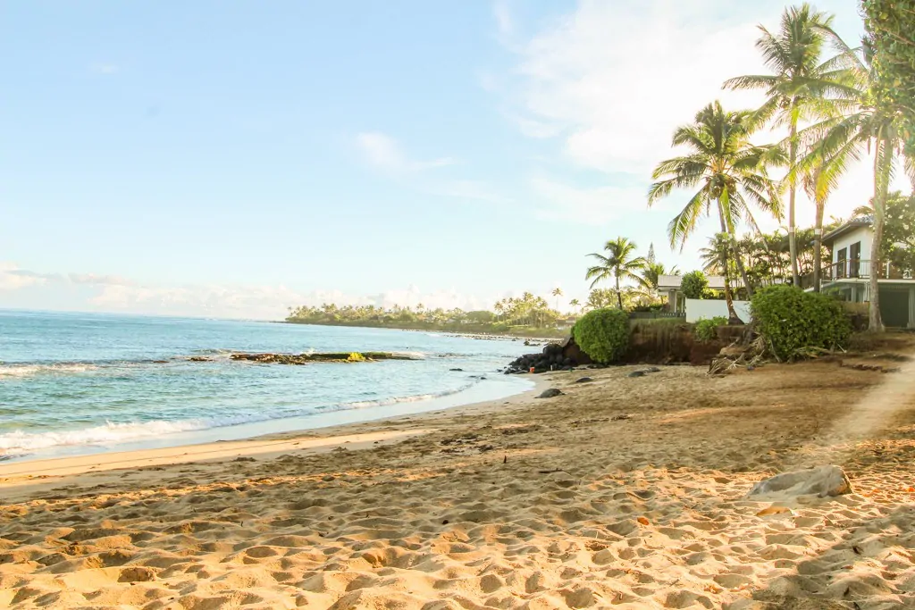 Sea turtles resting on Kaulahao Beach in Paia Maui Hawaii