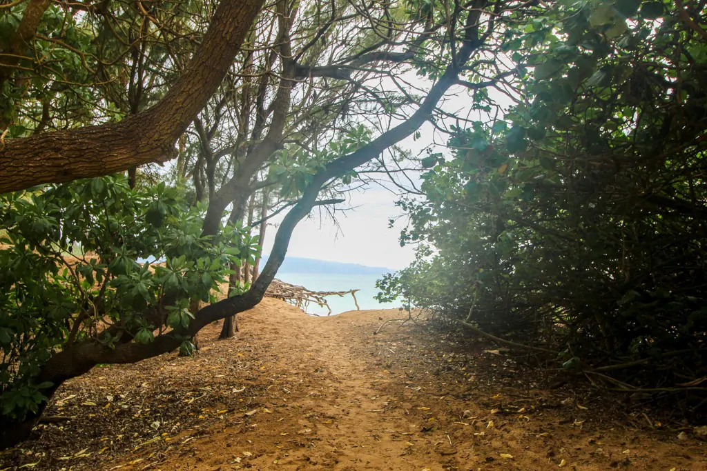 Tree lined dirt path leading to Secret Beach in Paia Maui