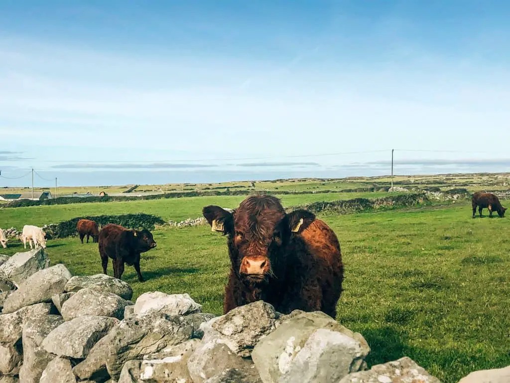 Cow in Doolin, Ireland