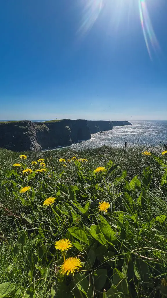 Cliffs of Moher in the spring with yellow wildflowers.