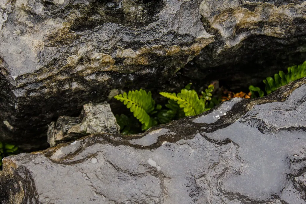 The unique flora of the Burren