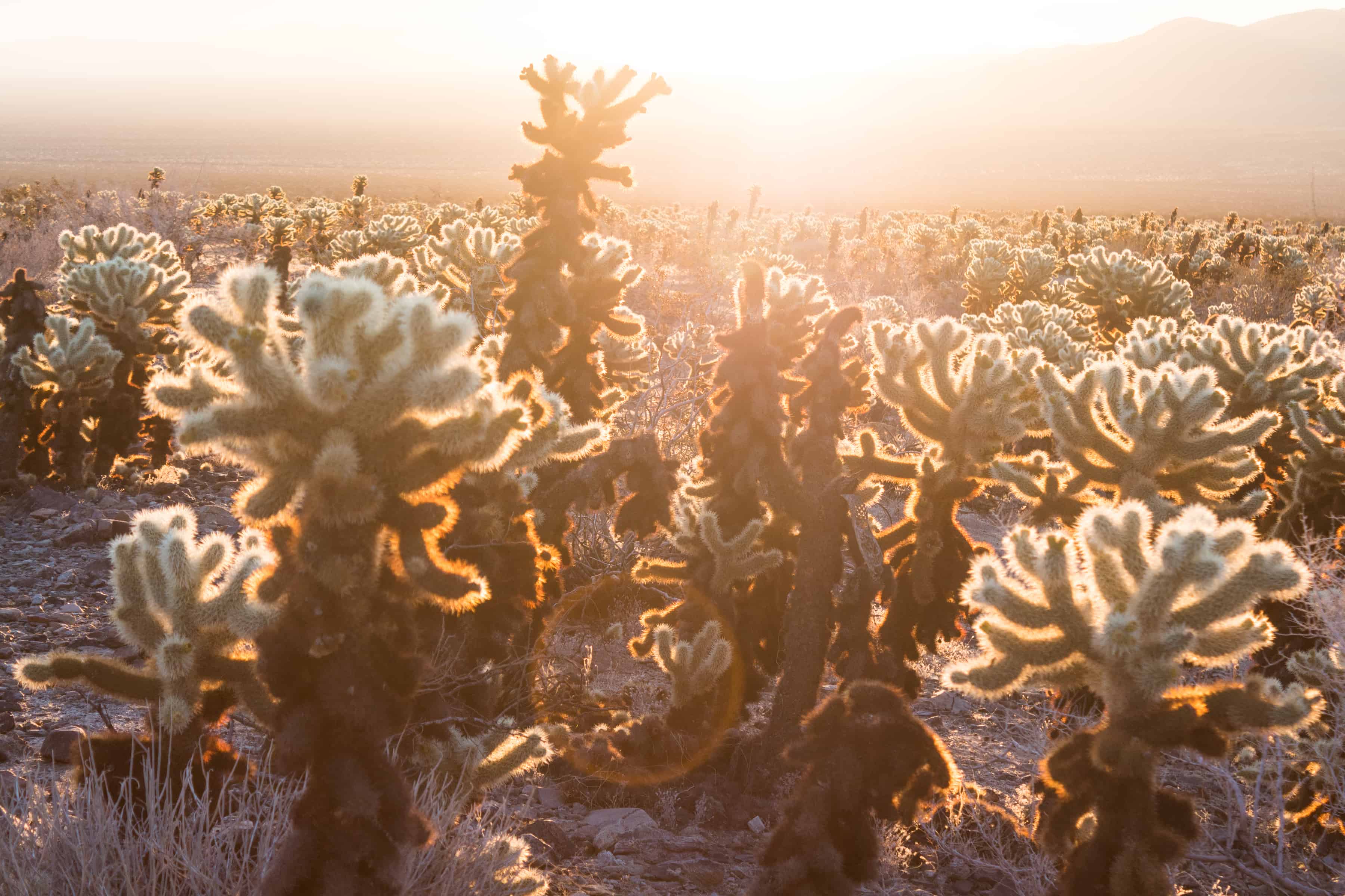 Cholla Cactus Garden at Sunrise