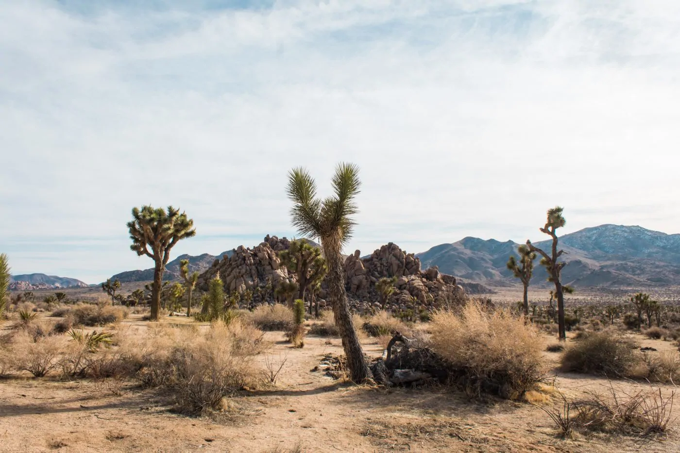 Day trip to Joshua Tree National Park