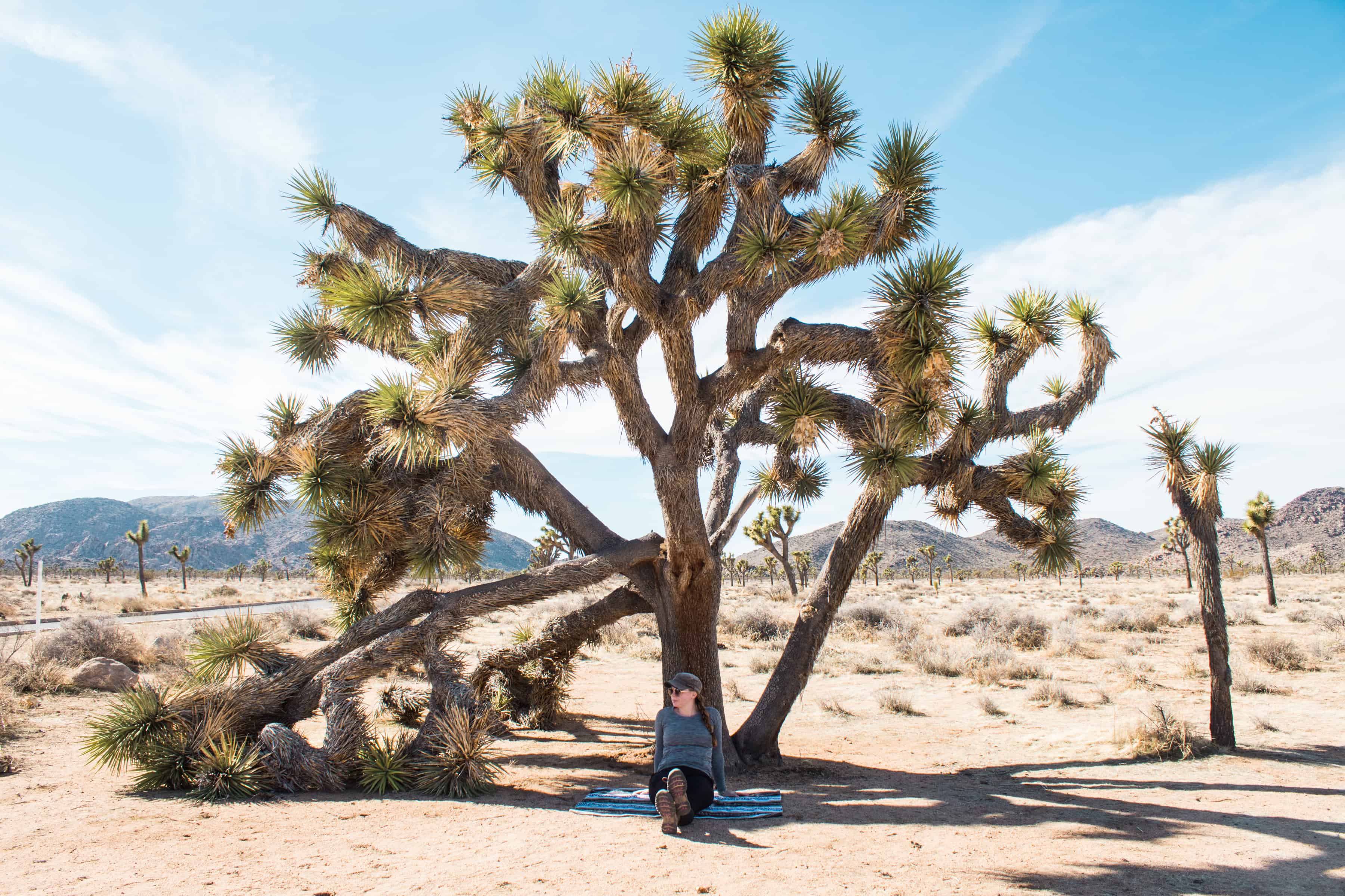 field trip joshua tree