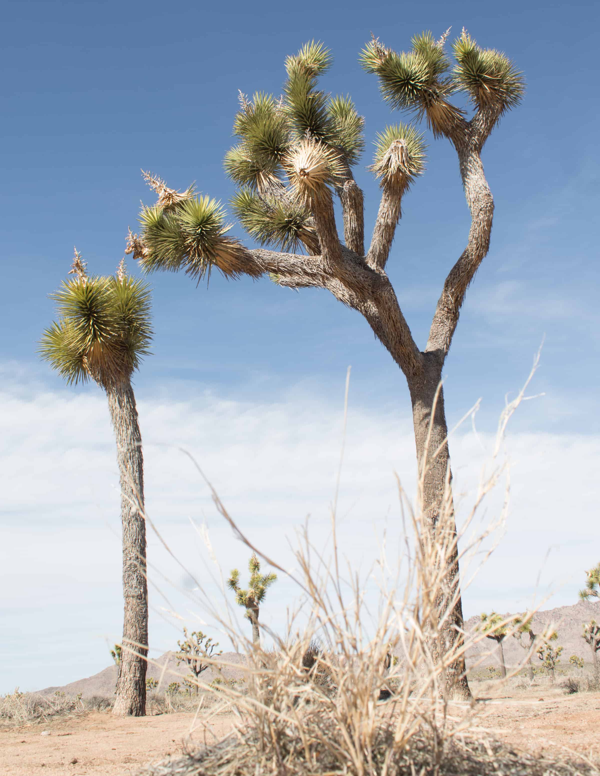 Joshua Trees in Joshua Tree National Park