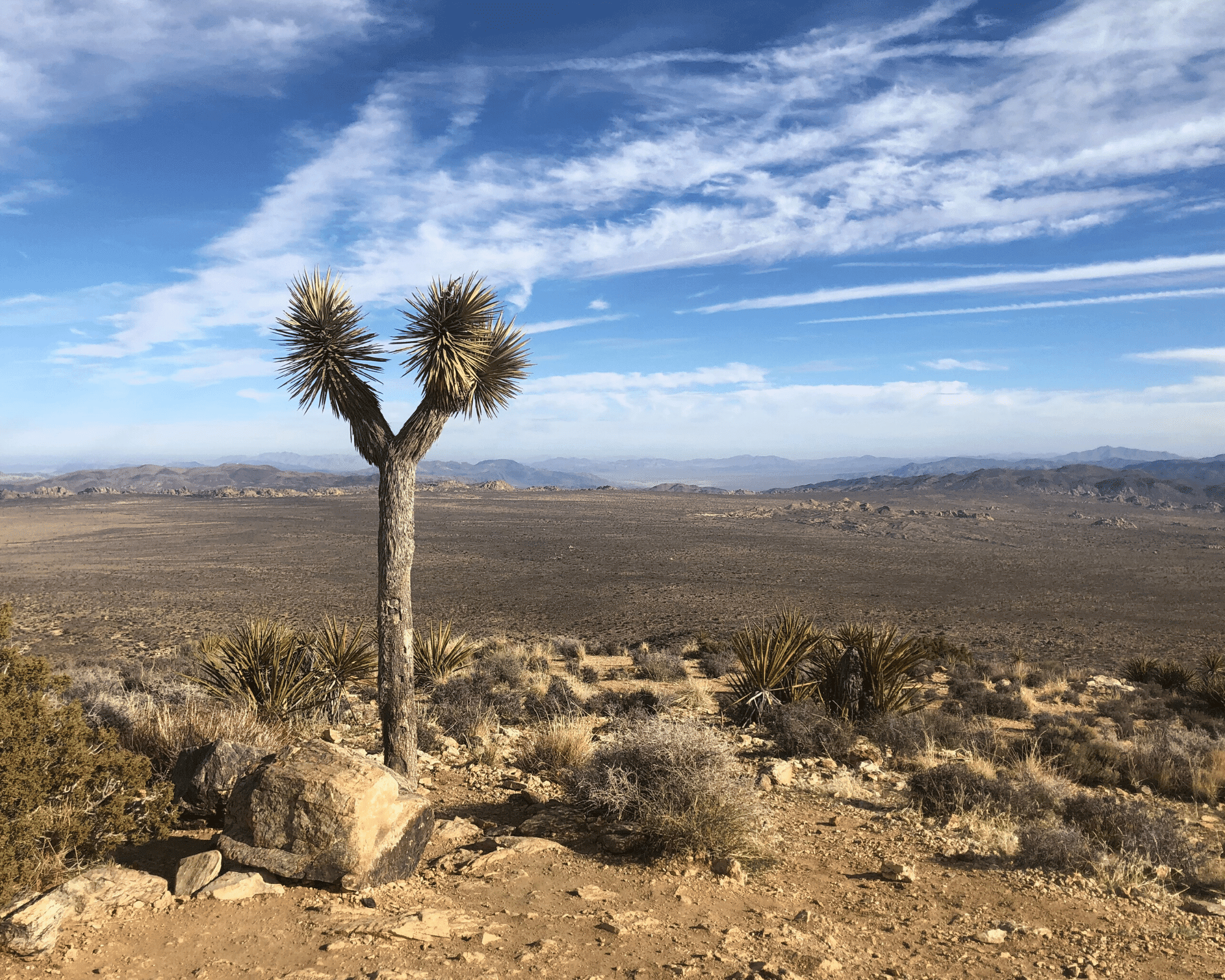 Ryan Mountain Trail Joshua Tree NP