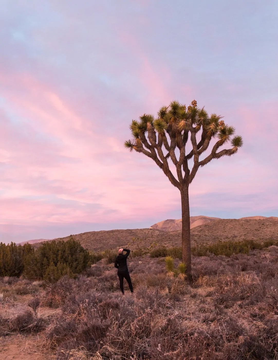 Sunset in Joshua Tree National Park