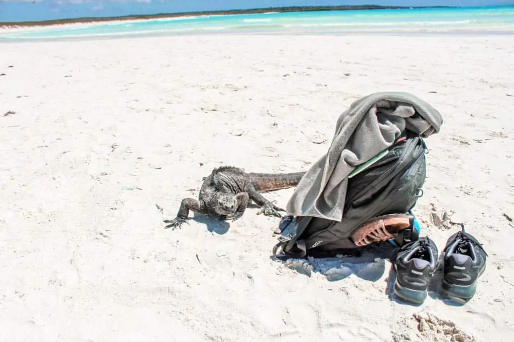 backpack with Iguana