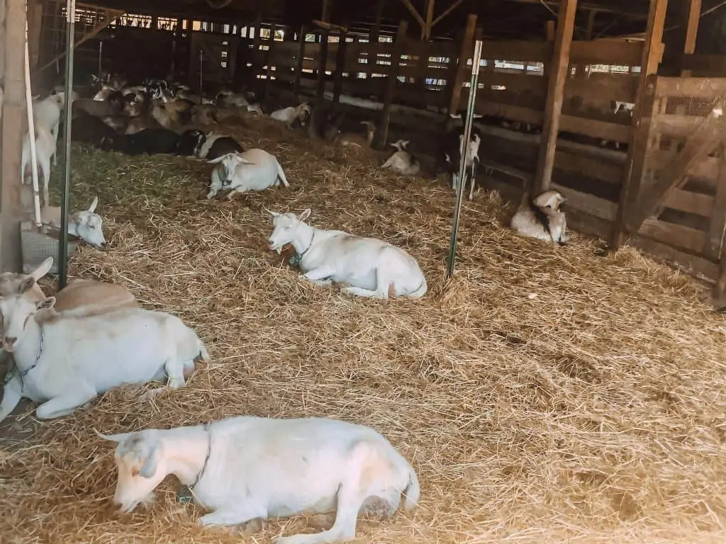 Goats at Harley Farms in Pescadero, CA