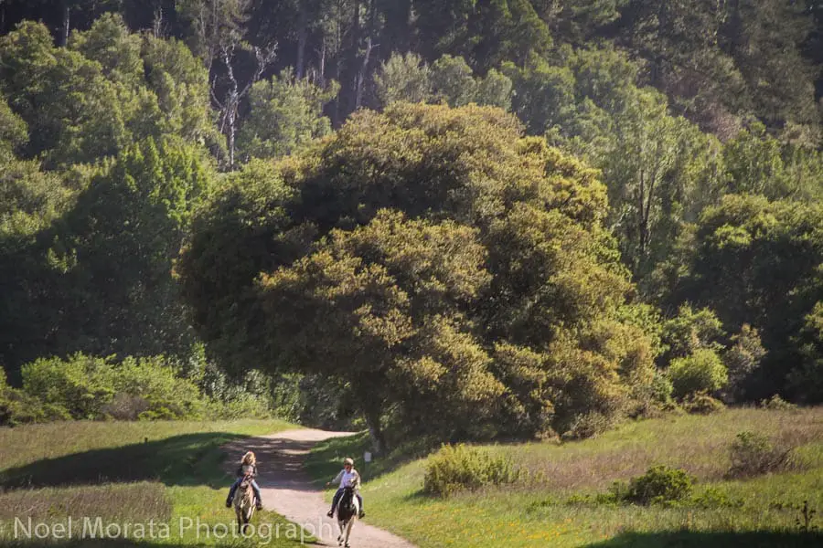 Two people riding on horseback on the Bear Valley Trail in Point Reyes National Seashore - on of the best day hikes in the Bay Area.