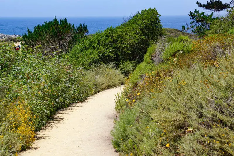 Bird Island Trail leading in between lush green shrubbery in Point Lobos Carmel California