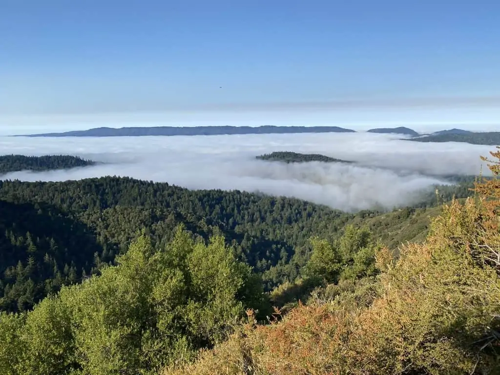 View of fog layer amidst the top of Redwood trees from Castle Rock hike in the Bay Area, California. 