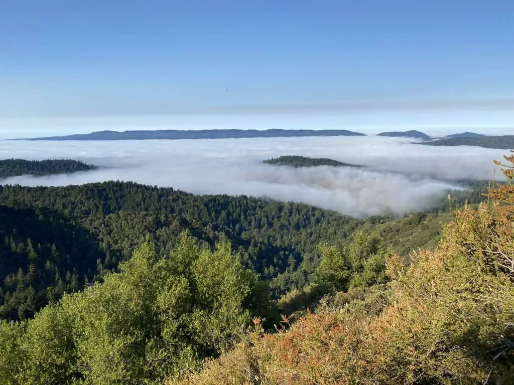 View of fog layer amidst the top of Redwood trees from Castle Rock hike in the Bay Area, California.