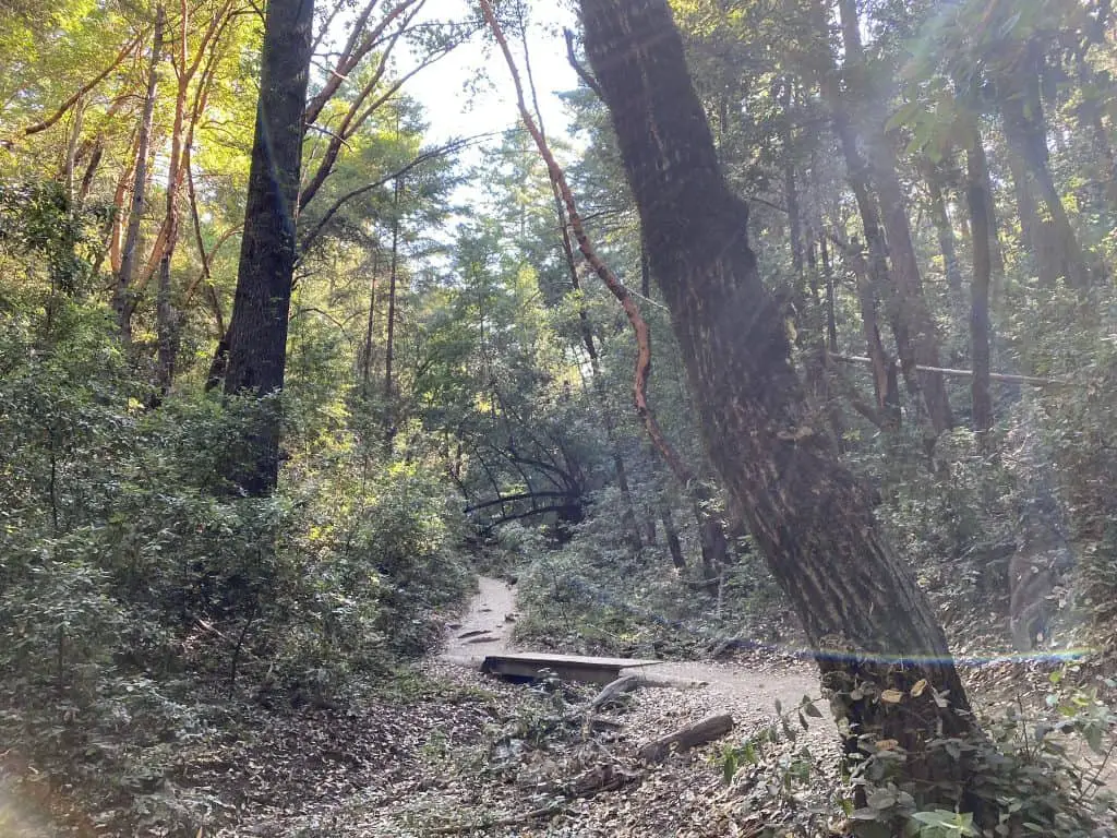 Dense forest surrounding a hike in Castle Rock park in the California Bay Area.