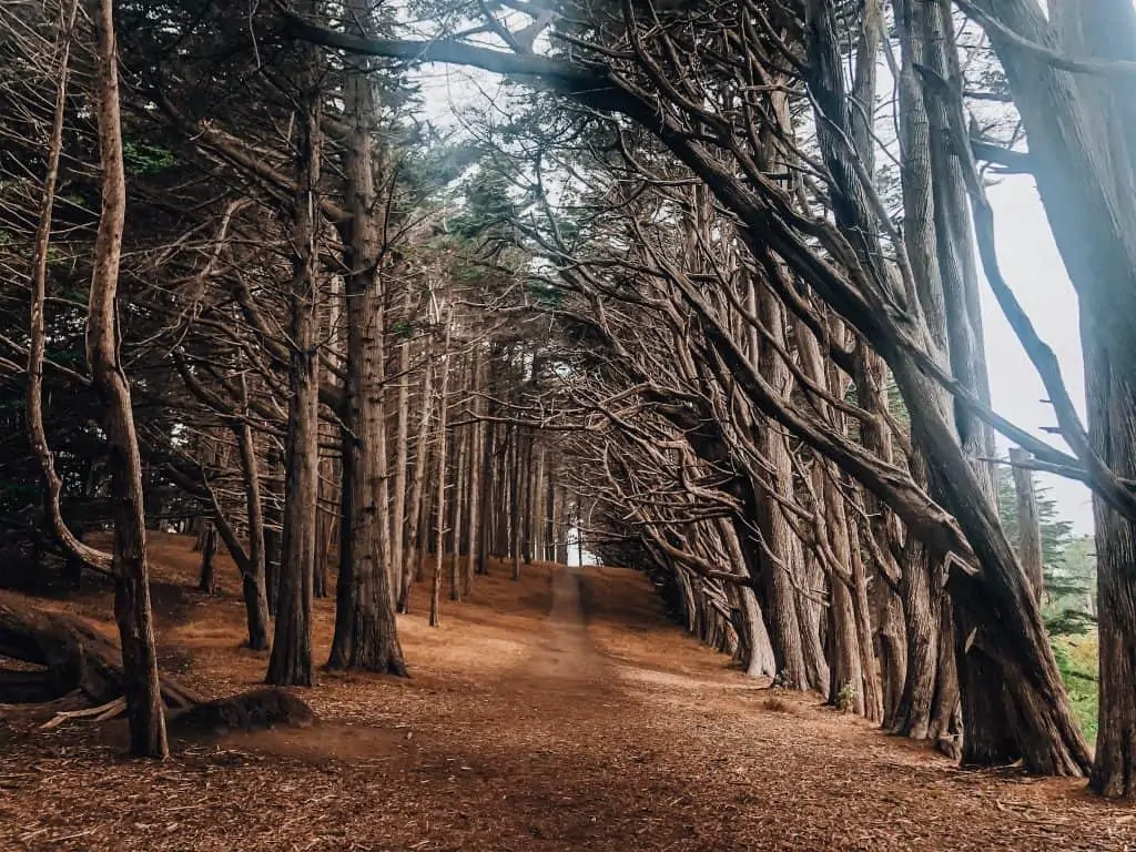 Cypress Tree Tunnel in Fitzgerald Marine Reserve in Half Moon Bay, CA
