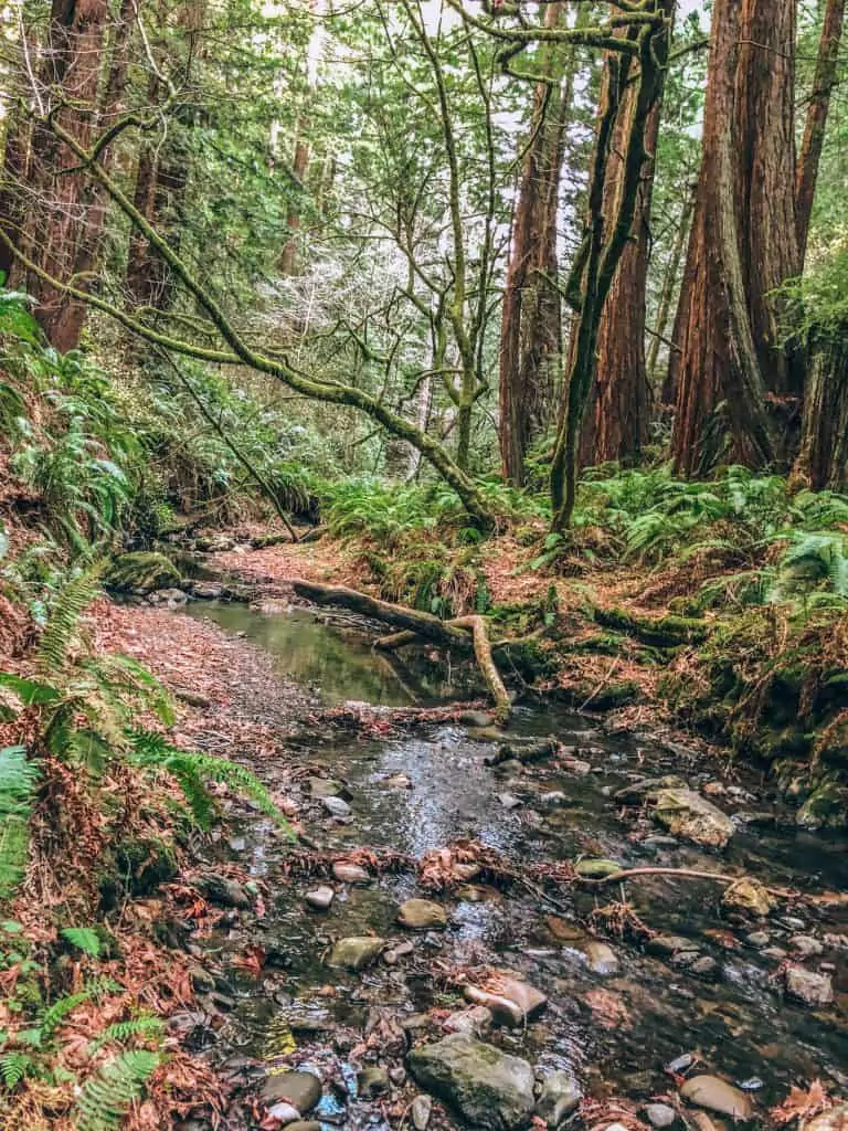 Dense Redwood forest with a creek running through it on the Purisma Creek hike in Half Moon Bay, CA.