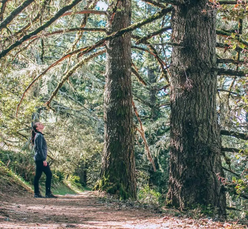 Looking up at the Redwood Trees in Purisma Creek