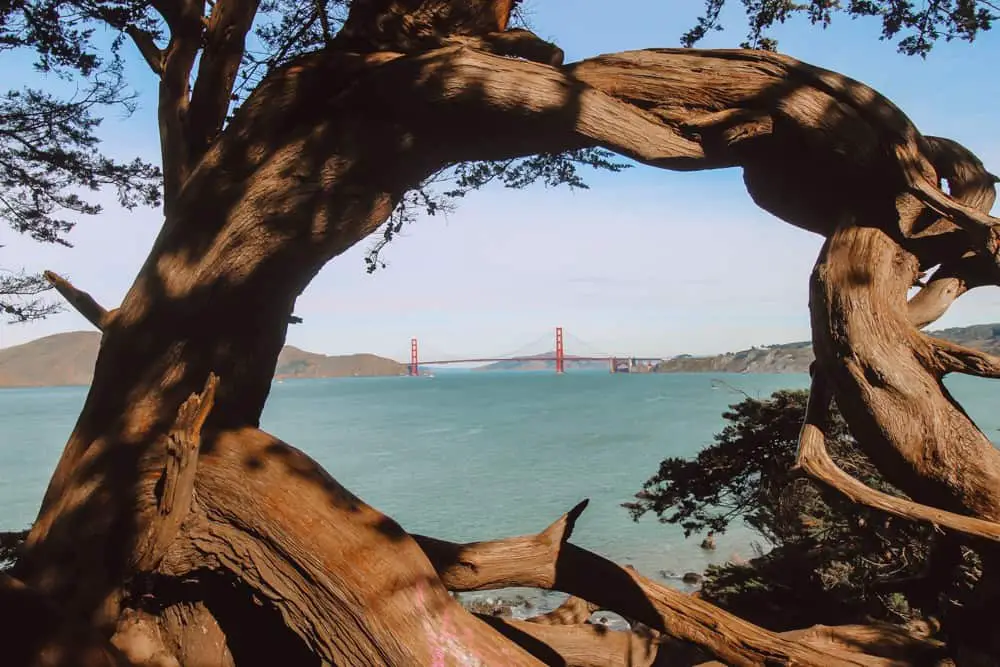 Lands End Trail with view of the Golden Gate Bridge through tree trunks on one of the best hikes in San Francisco.