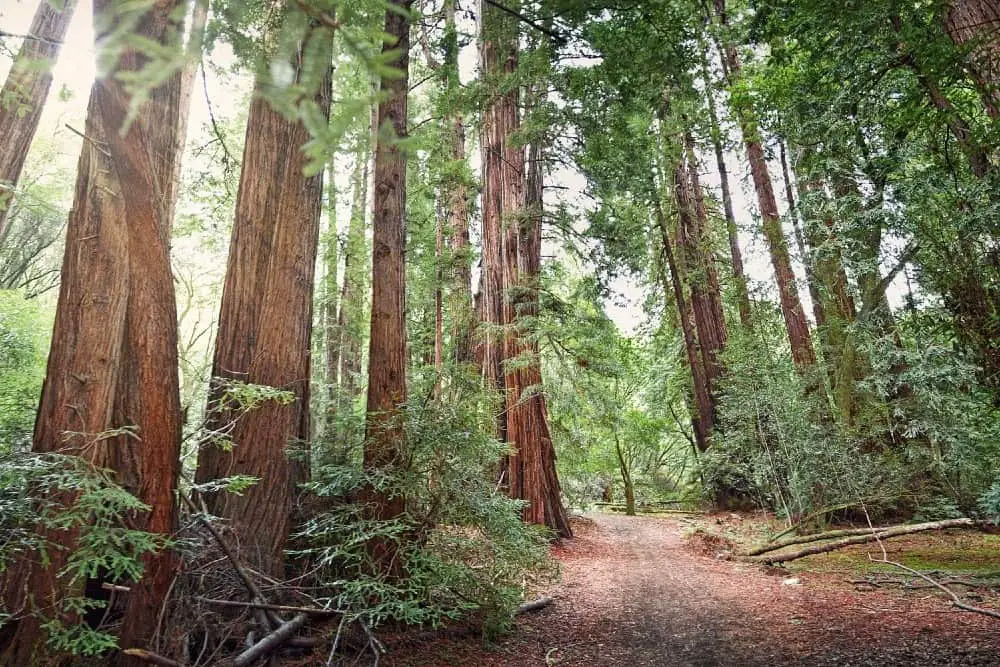 Redwoods of Panoramic Trail in Muir Woods.