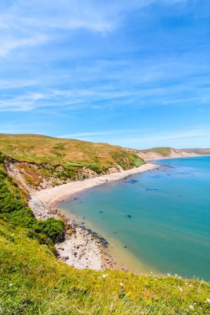 Green hills leading to a beach and turquoise water with elephant seals swimming in Point Reyes National Seashore.