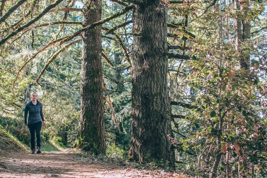 Bay Area Hikes