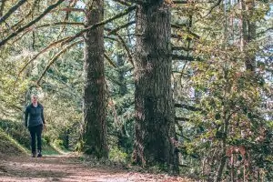 Bay Area Hikes