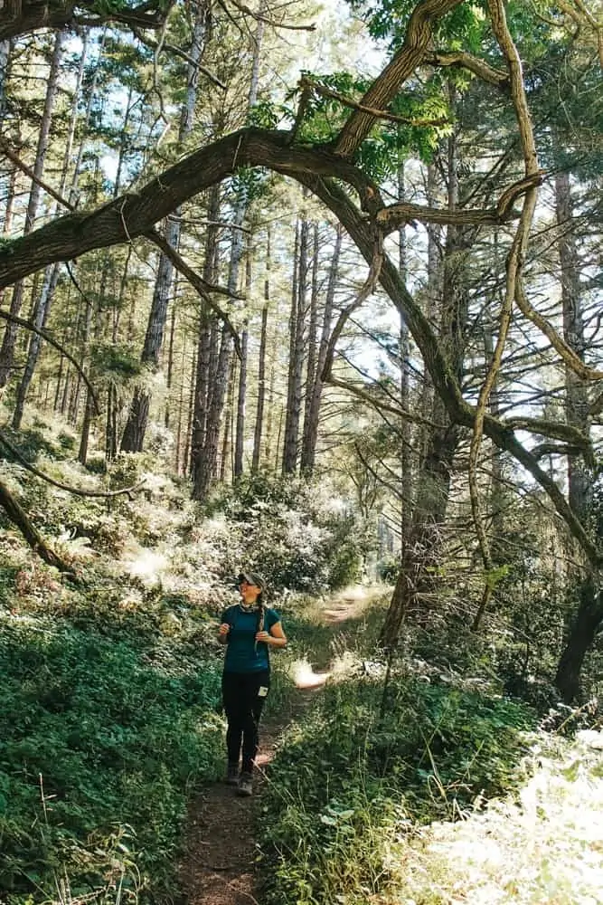 Goat Hill Trail in Butano State Park is a great place for hiking in Pescadero.