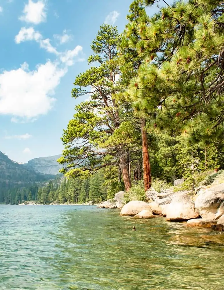 Clear blue water of Lake Tahoe lined by pine trees off of the Rubicon Trail Lake Tahoe