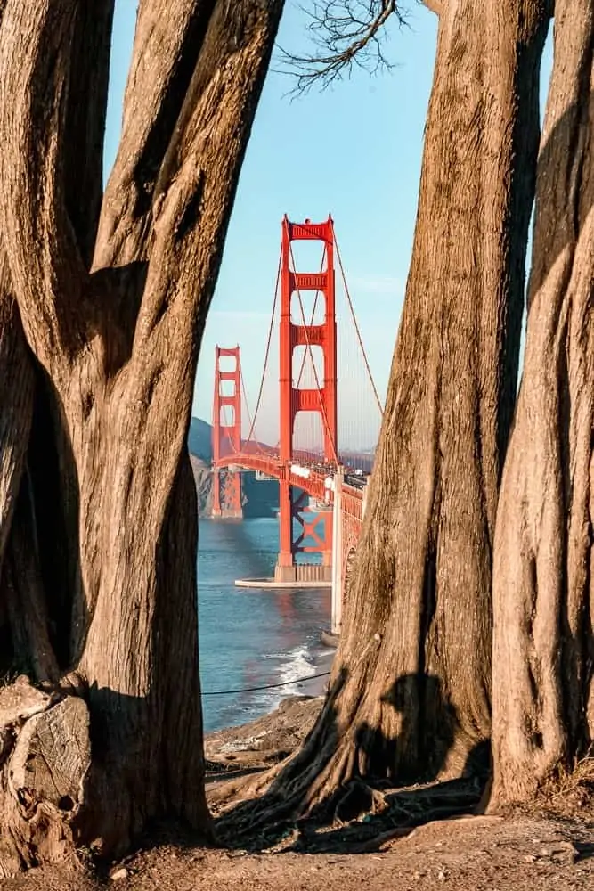 The Golden Gate Bridge as seen through two Cypress trees at sunset in San Francisco, California.