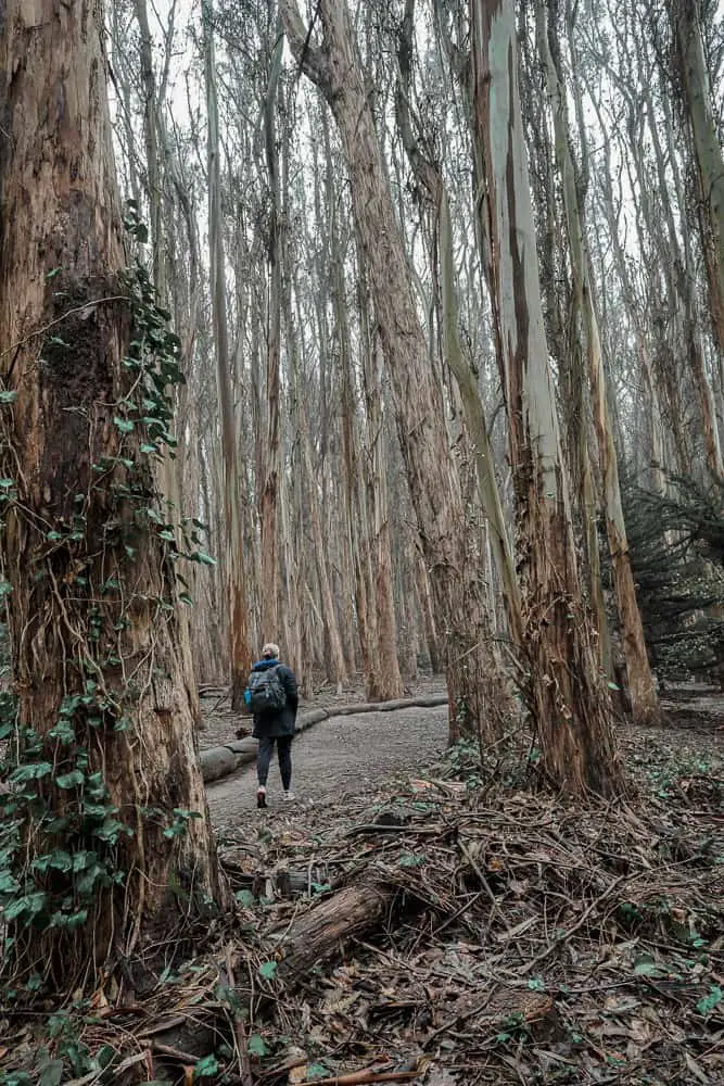 woman walking through forested area in Presidio, CA