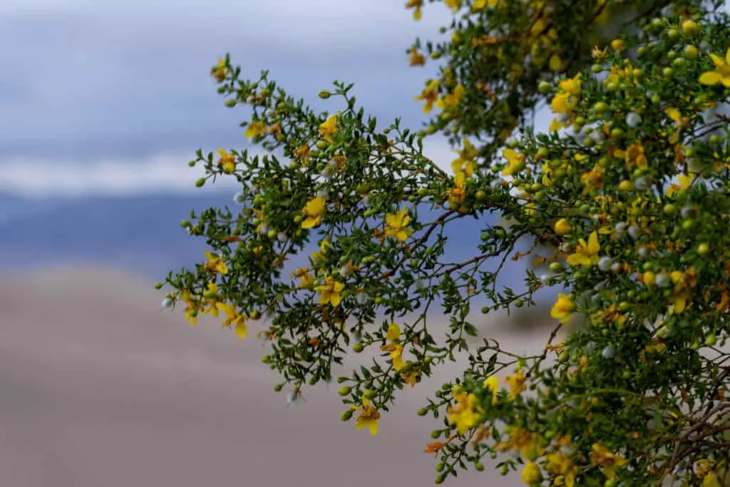 Mesquite Trees in the Mesquite Sand Dunes of Death Valley National Park
