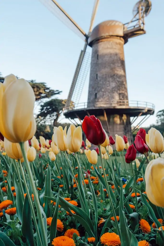 Tulip bloom at the windmill in Golden Gate Park