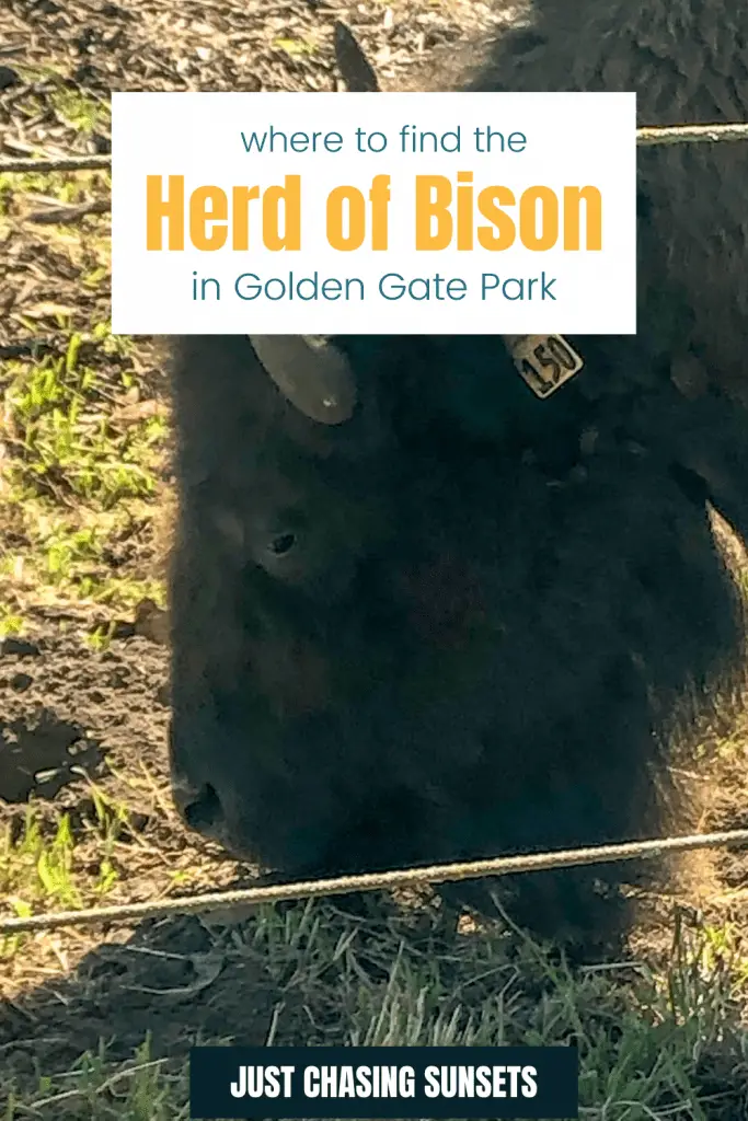 Bison in Golden Gate Park