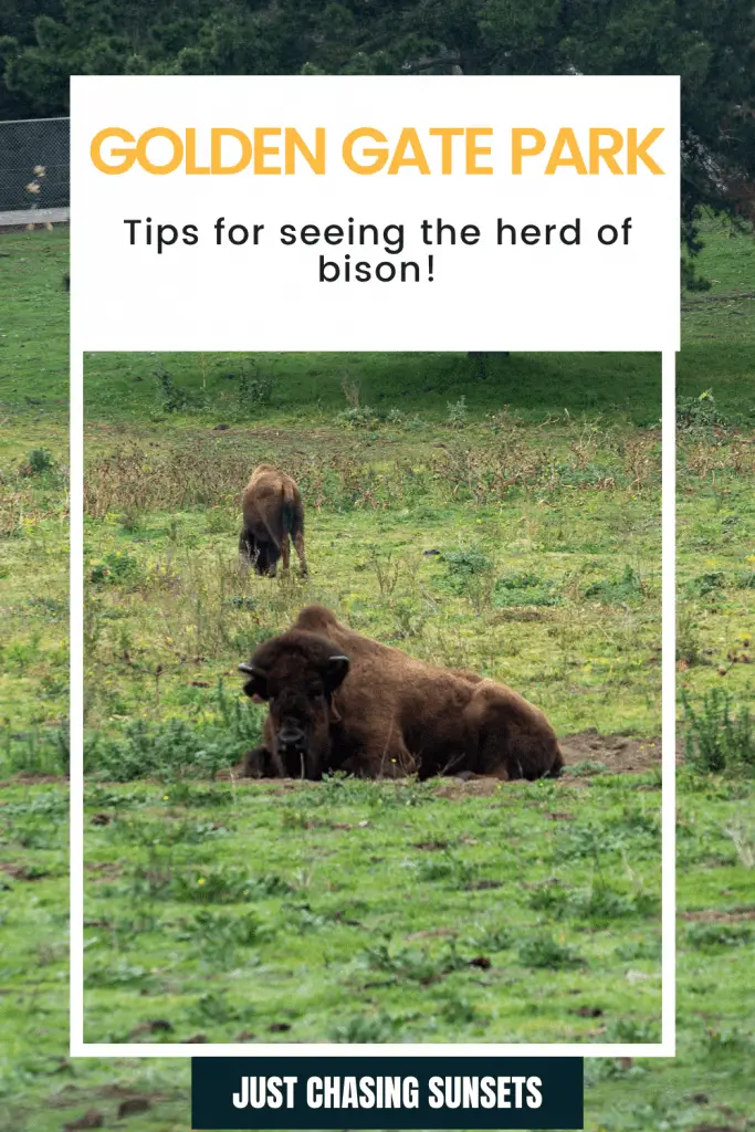 Bison in Golden Gate Park